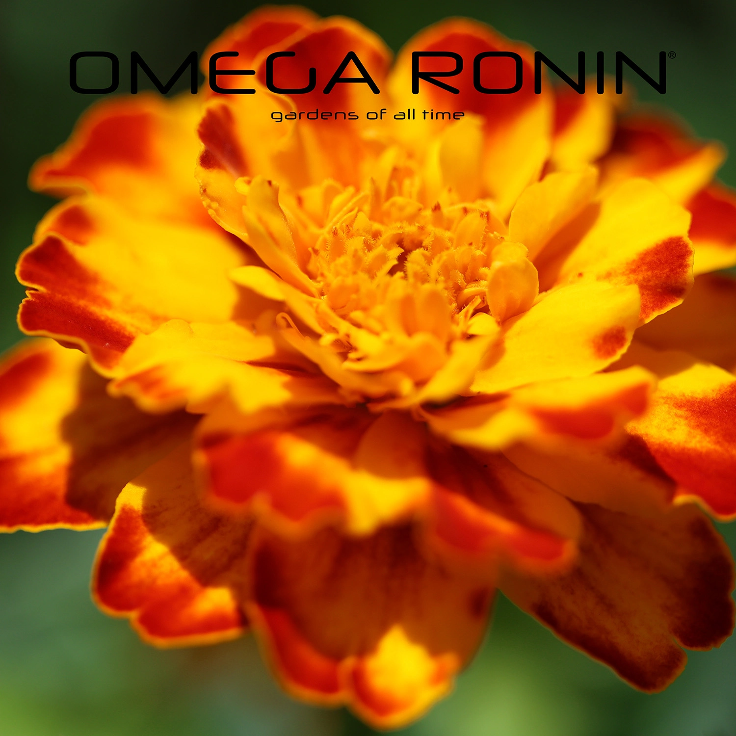 Omega Ronin: Gardens of All Time